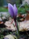 Saffron Crocus