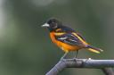 Baltimore Oriole