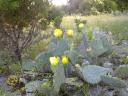 cacti